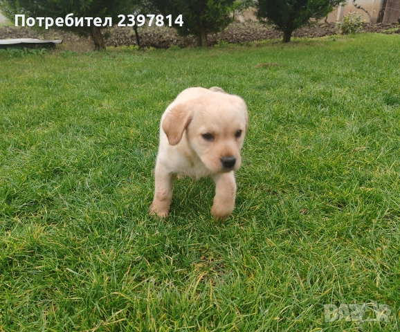 Лабрадор - женско , снимка 9 - Лабрадор ретривър - 53409226