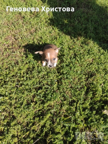 Чистокръвни пинчери!Мъжко и женско на 45 дни!, снимка 1