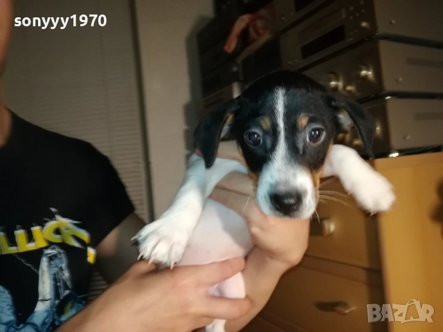 ДЖАК И ОЩЕ КАК-250ЛВ ЗА КУТРЕ 1410251958, снимка 4 - Джак ръсел териер - 52055647