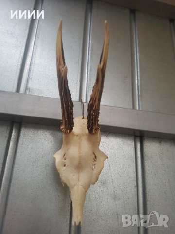 Ловен трофей Сръндак 3, снимка 5 - Антикварни и старинни предмети - 53458831