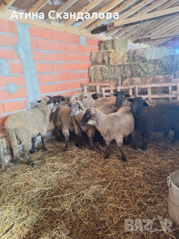 Селскостопански животни , снимка 2 - Овце - 53161923