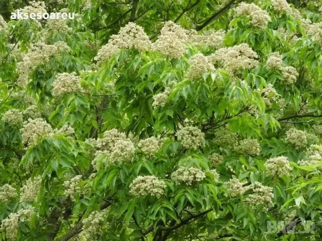 Продавам 400 висококачествени семена от медоносното дърво на пчеларя Еводия Даниели и разсад дръвчет, снимка 13 - Сортови семена и луковици - 49061583