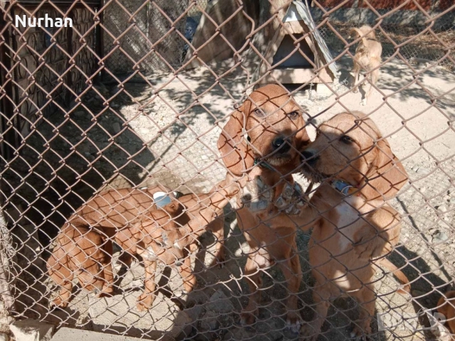 Български барак , снимка 4 - Други - 51121750