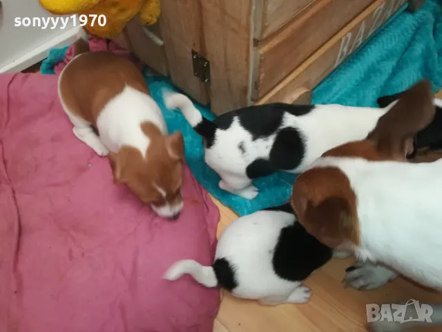 ДЖАК РЪСЕЛ БЕБЕТА 2025-ТА 3001251931, снимка 4 - Джак ръсел териер - 48897880