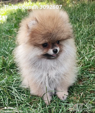 Померан момче, снимка 4 - Померан - 51135250