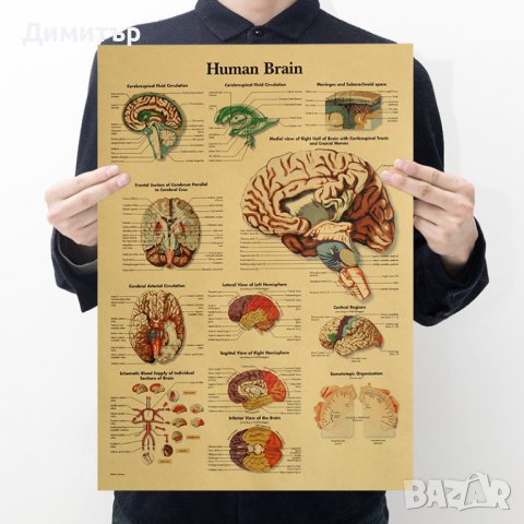 Постер постери плакат Мозък 42/29см., снимка 1