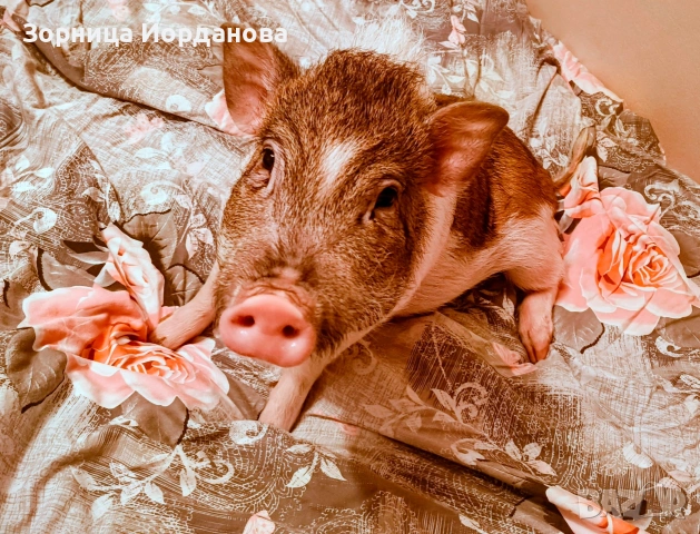 Мини прасенце