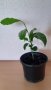 Портокал цитрус домашно растение за празнични изненади, снимка 1 - Стайни растения - 37238492