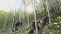100 Семена от бамбук за паркет декорация мосо бамбо бамбукови семена за украса и дървен материал, снимка 18