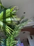 Финикова Палма , снимка 3