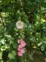 Градинска ружа ( alcea rosea ), снимка 4