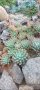 Няколко вида студоустойчиви кактуси и сукуленти, снимка 14