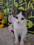 Мъжко котенце на 2,5месеца, снимка 1