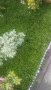 Мюленбекия, снимка 1 - Градински цветя и растения - 28686543