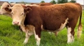 Елитни бикове Херефорд, снимка 1