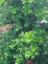 Дафинов лист, лаврово дърво пресни листа за кулинарията, снимка 5