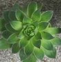 Сукуленти, снимка 2