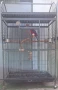 Продавам папагал розела с клетка , снимка 3