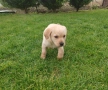 Лабрадор - женско , снимка 9