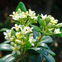 Питоспорум тобира -градински ароматен храст, снимка 1 - Градински цветя и растения - 37855002