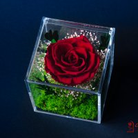Естествена Вечна Роза в Акрилна Кутия / Уникален Подарък за Рожден Ден / Жива Вечна Роза в Кутия, снимка 2 - Подаръци за жени - 43749115