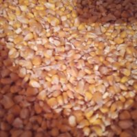 Продавам на Колхозен пазар царевица жито ечемик   пшеница, снимка 1 - За селскостопански - 26107934