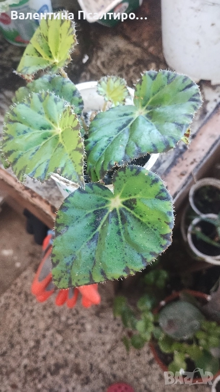 Тигрова бегония , снимка 1