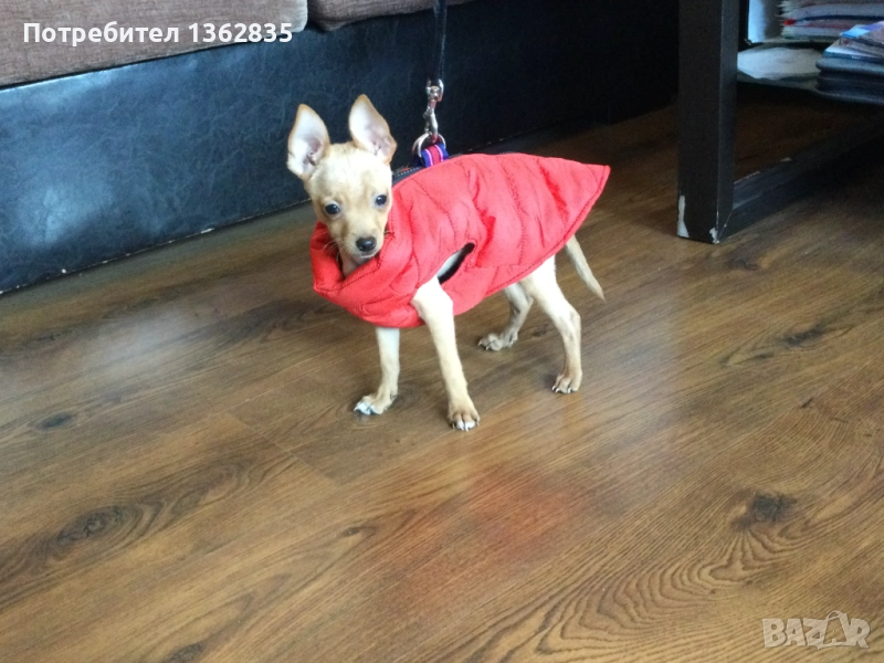 НОВ топъл червен зимен елек / елече / грейка за куче от Италия S, M и L размер, снимка 1