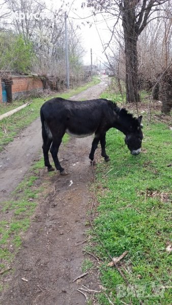 Продавам магаре в идеално състояние, снимка 1