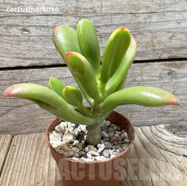 Crassula ovata ‘Hobbit Sunset’, снимка 1