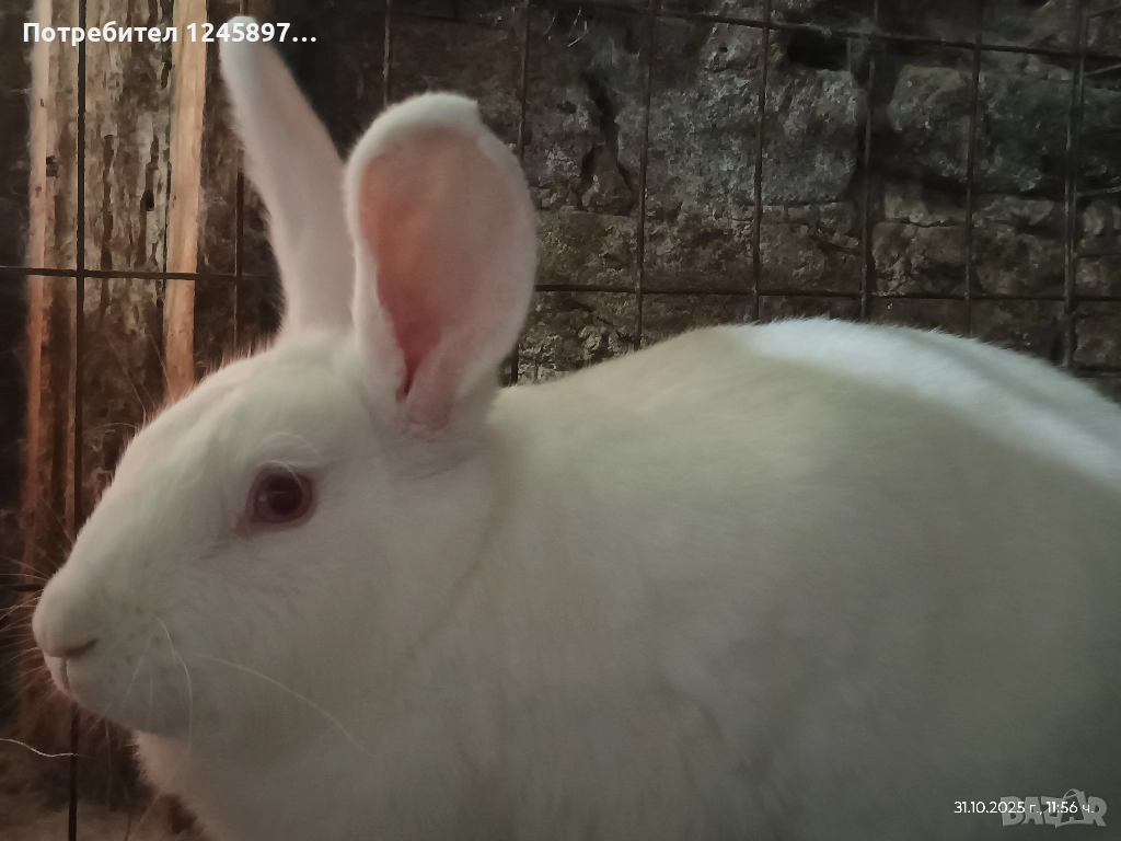 Зайци за разплод или трупно, снимка 1