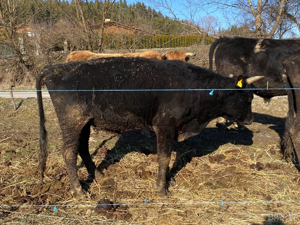 Бик, снимка 1