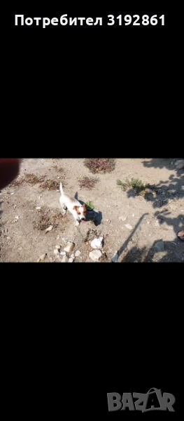 Джак ръсел териер , снимка 1