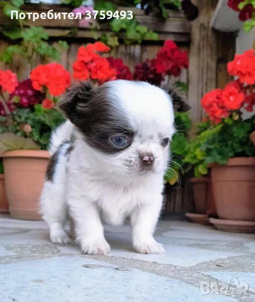 Момче мини чихуахуа , снимка 1