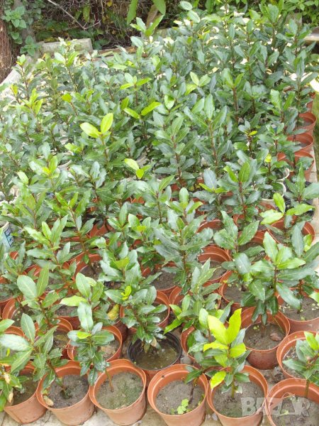 Дафинов лист - дафинов храст 2-год. растение Дафина - Лаура нобилис, снимка 1