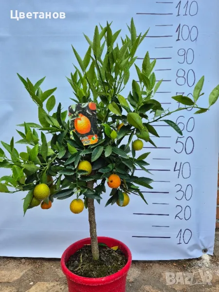 Цитрус "Кукле", снимка 1