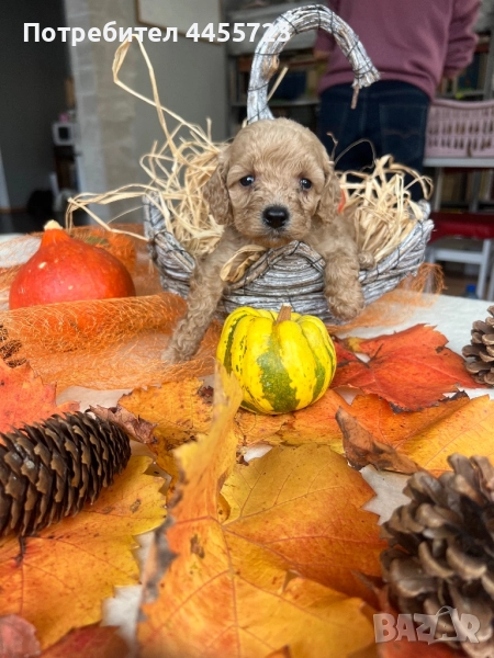 Прекрасни той-пудели готови за нов дом, снимка 1