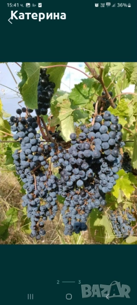 Грозде сорт Каберне 1,75лв/кг с безплатно мелене и отделяне на чепките , снимка 1