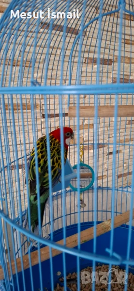 Папагал Розела , снимка 1