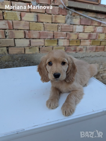 Английски кокер шпаньол , снимка 1