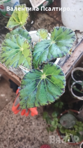 Тигрова бегония 