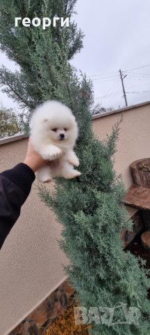 Померан, снимка 7 - Померан - 34914787