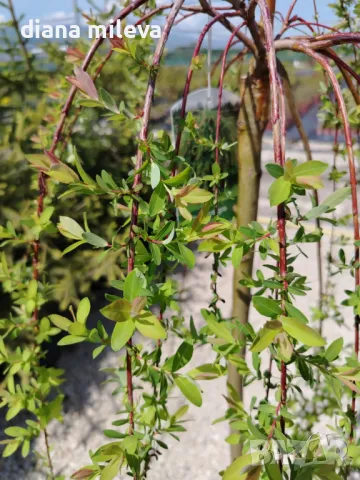 Плачеща върба, Salix Integra Pendula, снимка 11 - Градински цветя и растения - 50247216