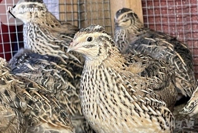 Млади Пъдпъдъци., снимка 5 - други­ - 48666923