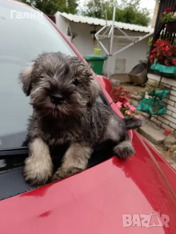 Цверг шнауцер,цверг шнауцери, миниатюрен шнауцер , снимка 2 - Други - 47844675