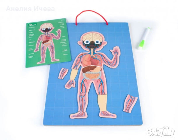 Магнитна дъска с човешкото тяло , снимка 3 - Образователни игри - 52013972