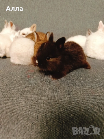 Голландско джуджета , снимка 8 - Декоративни зайчета - 53435254
