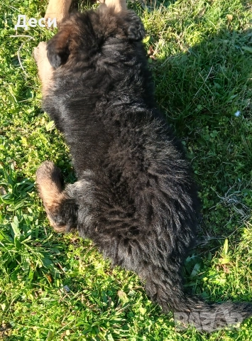 немско овчарско куче, снимка 3 - Немска овчарка - 52870357