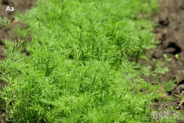 Продавам семена на Копър - реколта 2025 г., снимка 3 - Сортови семена и луковици - 49746836