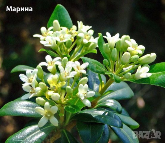 Питоспорум тобира -градински ароматен храст, снимка 1 - Градински цветя и растения - 37855002